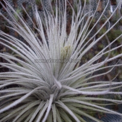 tillandsia tectorum var.filifoliata