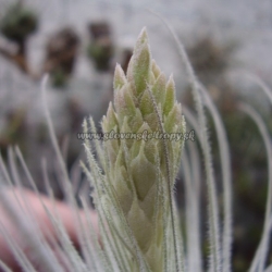 tillandsia tectorum var.filifoliata