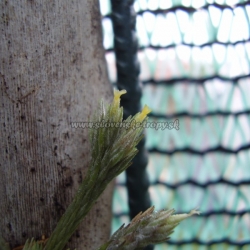 tillandsia tricholepis