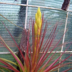 tillandsia tricolor var.melanocrater