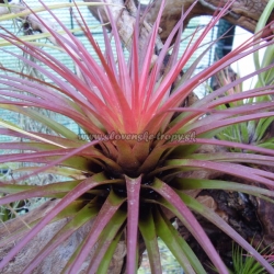 tillandsia tricolor var.melanocrater