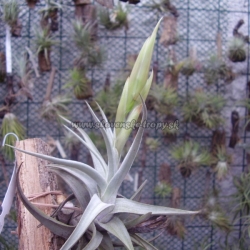 tillandsia xiphioides