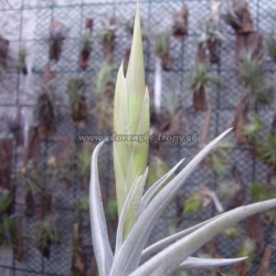 tillandsia xiphioides