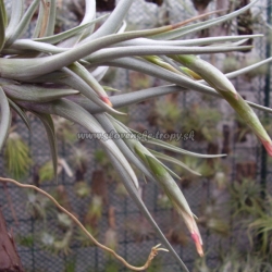 tillandsia xiphioides x t.albertiana