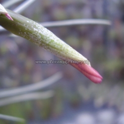 tillandsia xiphioides x t.albertiana