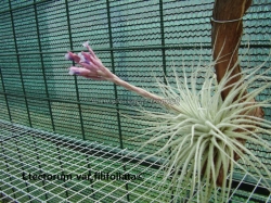 tillandsia tectorum var.filifoliata