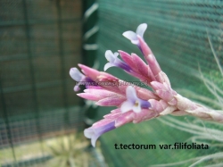 tillandsia tectorum var.filifoliata