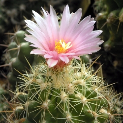 Thelocactus ehrenbergii