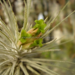 Tillandsia atroviridipetala