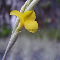 Tillandsia aurea x Tillandsia crocata