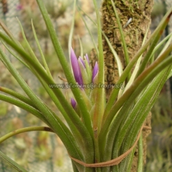 Tillandsia bulbosa x Tillandsia kolbii