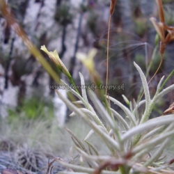 Tillandsia capillaris