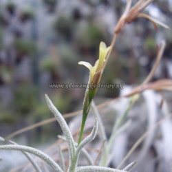 Tillandsia capillaris