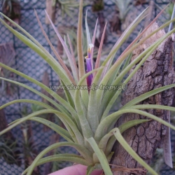 Tillandsia concolor x Tillandsia ionantha