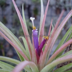 Tillandsia concolor x Tillandsia ionantha