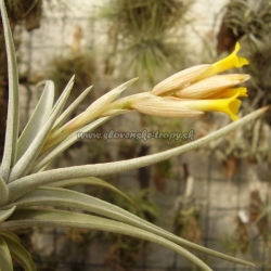 Tillandsia ixioides