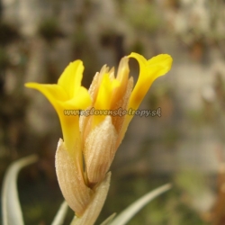 Tillandsia ixioides