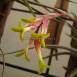 Tillandsia jucunda var.viridiflora