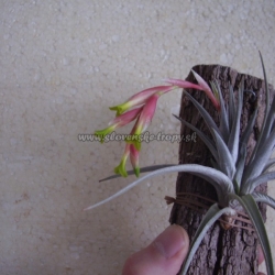 Tillandsia jucunda var.viridiflora