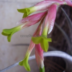 Tillandsia jucunda var.viridiflora