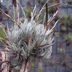 Tillandsia loliacea