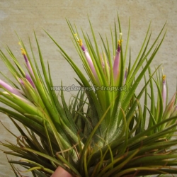 Tillandsia kolbii trs