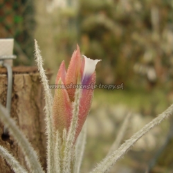 Tillandsia tectorum var.casmensis