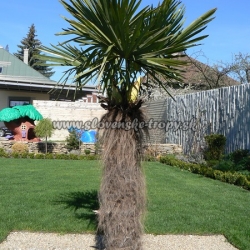 Trachycarpus fortunei