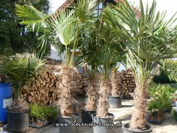 trachycarpus_fortunei_11.JPG