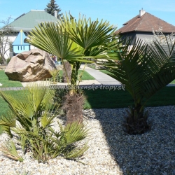 Trachycarpus fortunei