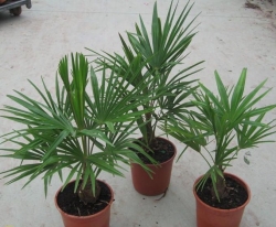 trachycarpus_fortunei_2.jpg