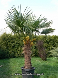 Trachycarpus fortunei -17C kmeň 140-150cm