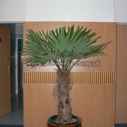 Trachycarpus fortunei