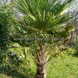 Trachycarpus fortunei