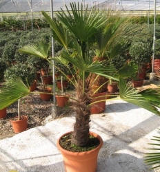 trachycarpus_wagnerianus_150_170.jpg