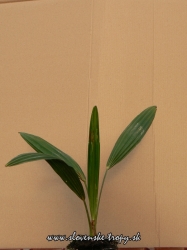 trachycarpus_wagnerianus_25_30_cm.JPG