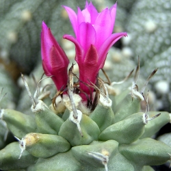 Turbinicarpus alonsoi