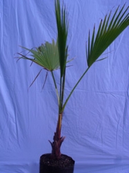 washingtonia_robusta.jpg