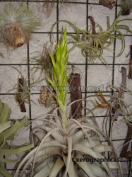 tillandsia xerographica