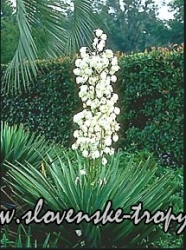 Yucca aloifolia