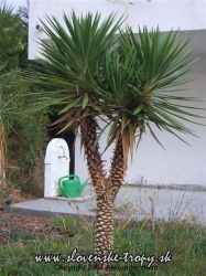 yucca