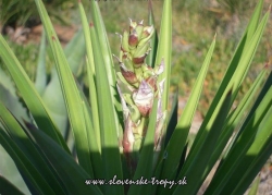 Yucca aloifolia