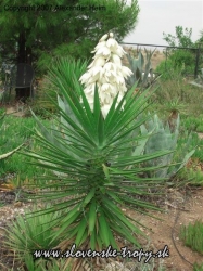 yucca