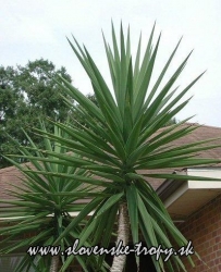 Yucca aloifolia