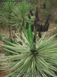 Yucca aloifolia