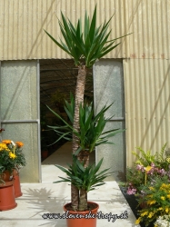 yucca_elegans_10_l.JPG