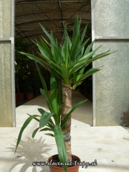 yucca_elegans_1_l_60_cm.JPG